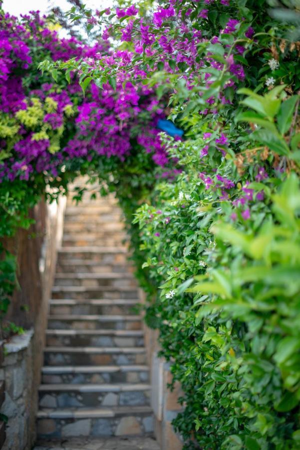 Apartamento The Olive Terrace *