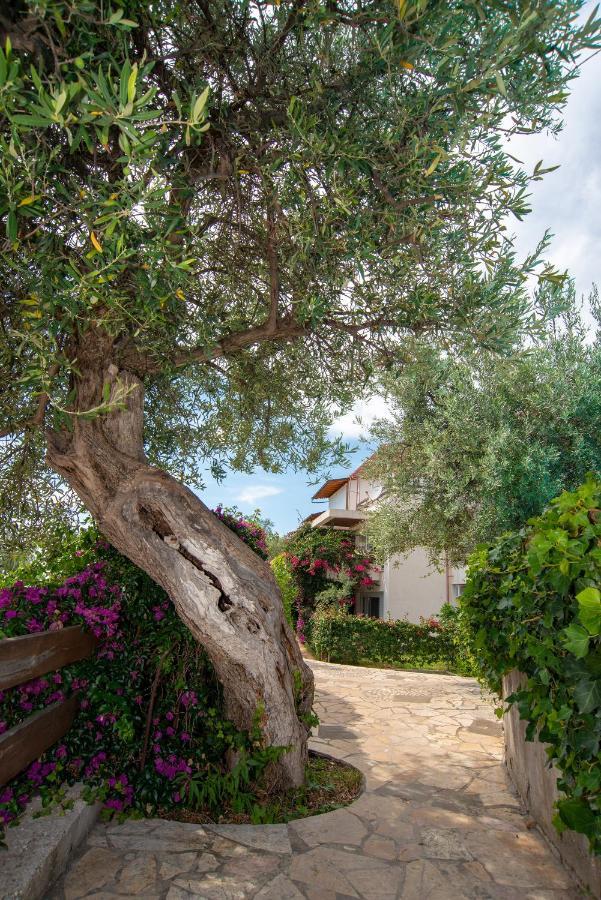 The Olive Terrace * Palase