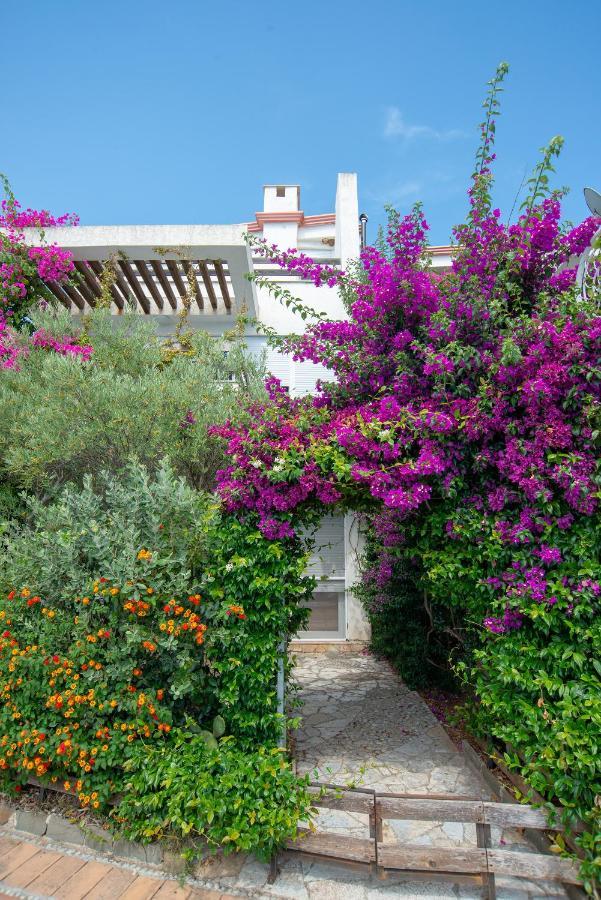 The Olive Terrace *