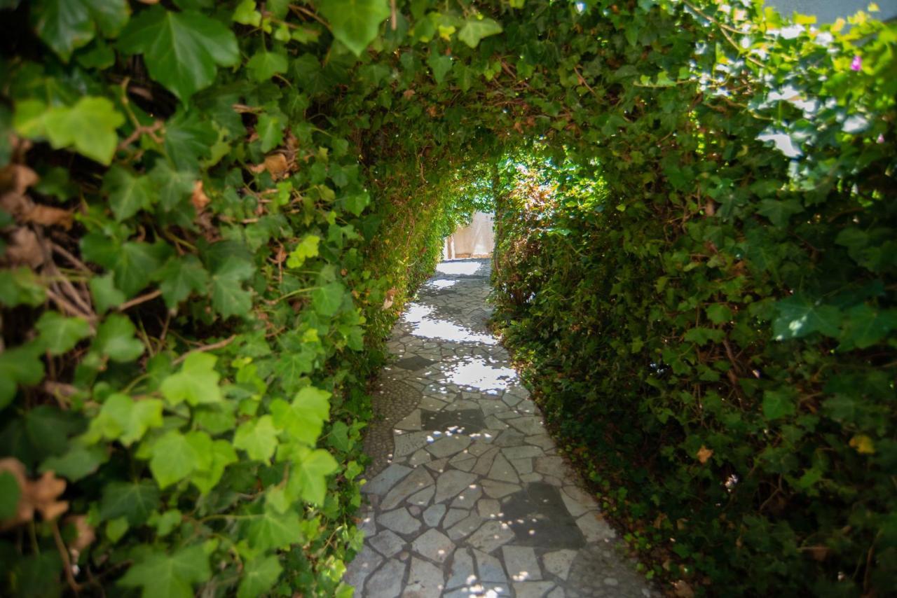 The Olive Terrace * Palase