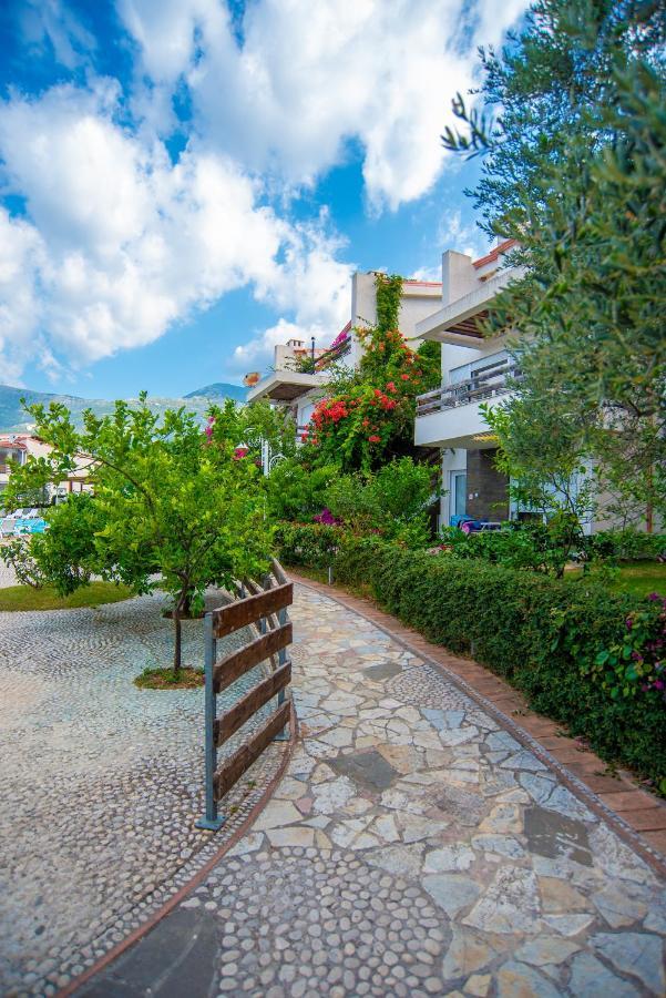 The Olive Terrace