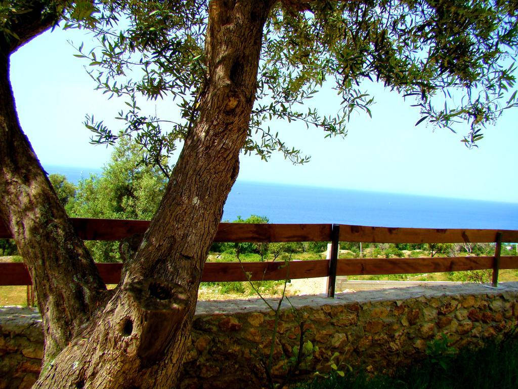 The Olive Terrace * Palase